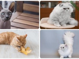 Cẩm nang chăm sóc mèo Devon Rex: Tuyệt chiêu nuôi dưỡng tuyệt vời