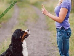 Cách huấn luyện cho chó để chúng làm bạn với chủ (Phần 2)