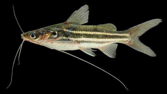 Cá chốt sọc - Striped Nailfish