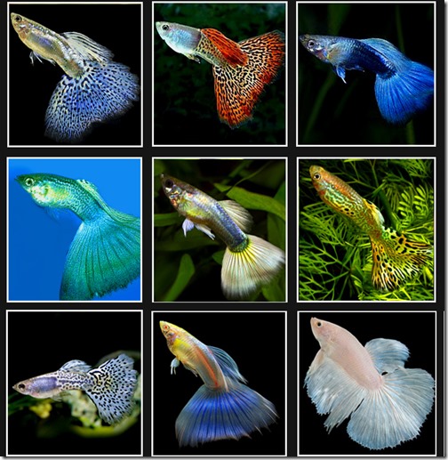 Guppy - cá bảy màu