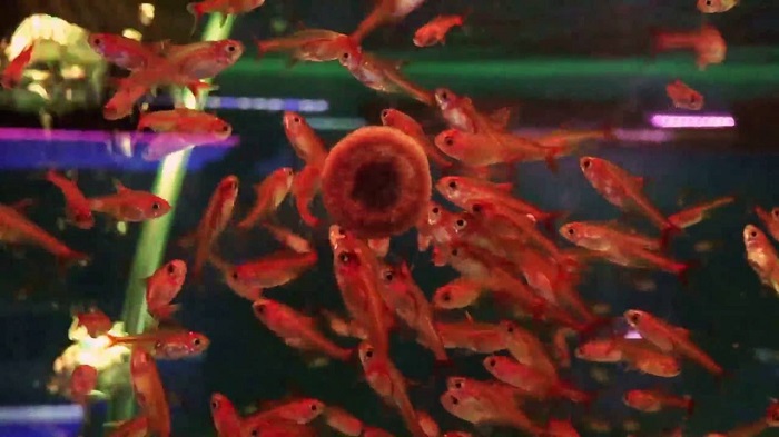 Cá Neon Đỏ.
