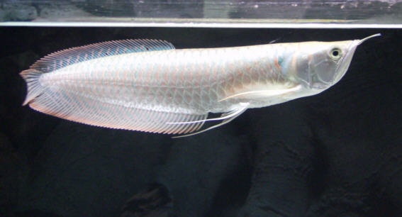 Cá rồng Osteoglossus