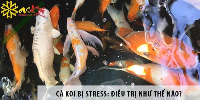 Cá chép koi bị Stress căng thẳng và cách điều trị hiệu quả