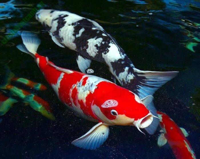 Cá Chép Koi Nhật Bản Là Loại Gì? Giá Bán Và Nuôi Đúng Cách Như Nào?