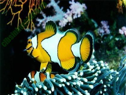 Cá Nemo là loài cá có nhiều màu sắc rực rỡ