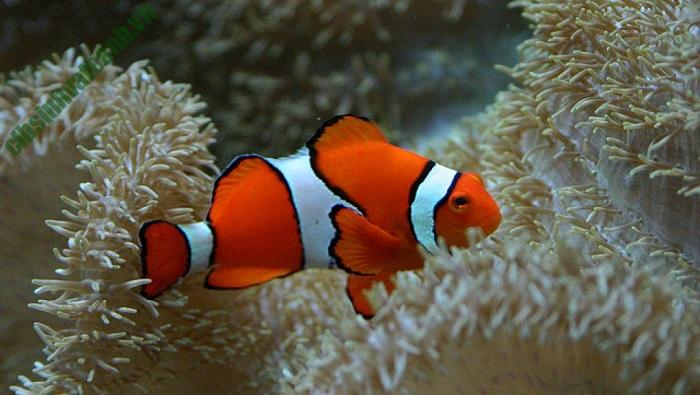 Cá Nemo sống trong môi trường biển tự nhiên