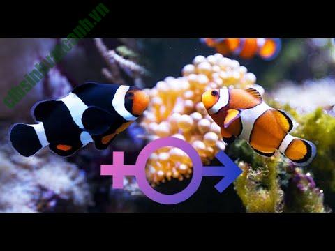 Hề Nemo có hình thức sinh sản khá thú vị, độc đáo