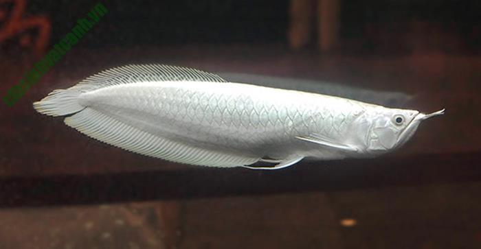 Cá rồng platium bạch kim