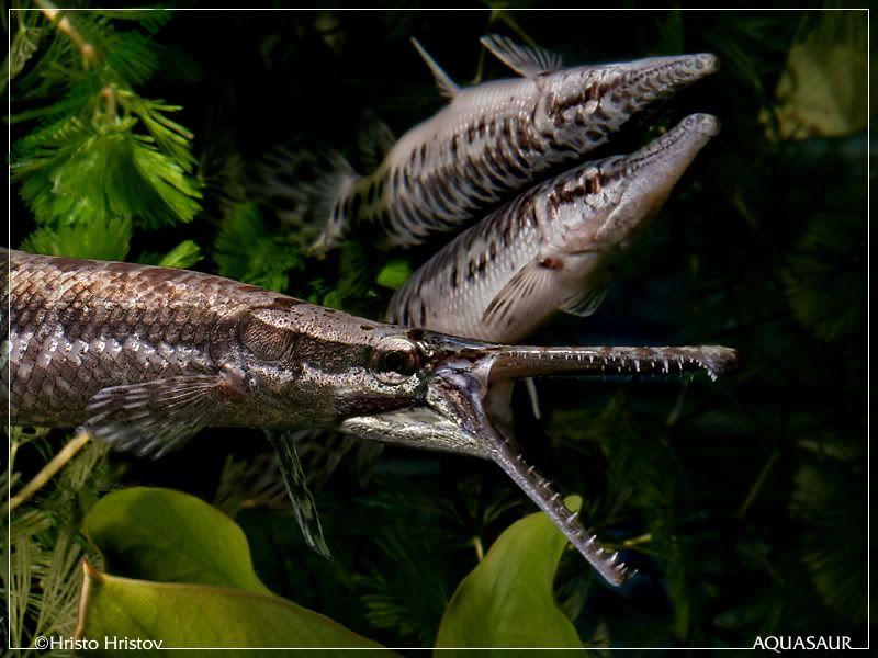 Cá sấu hỏa tiễn - loại cá săn mồi độc đáo đang được ưa chuộng