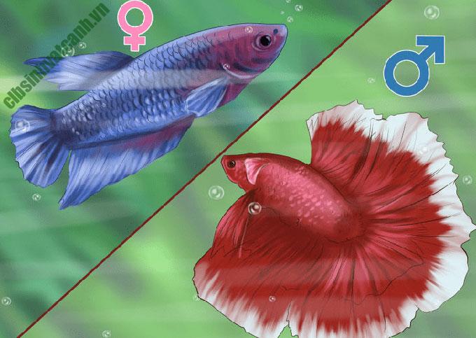 Cách phân biệt cá lia thia đực và cái và hình thức sinh sản đẻ trứng