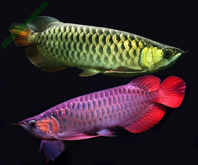 Màu sắc của cá có hợp mệnh gia chủ không là điều rất quan trọng