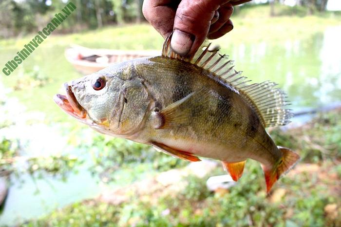 Cá có sinh sôi nhiều ở hồ Trị An gây mất cân bằng sinh thái trong hồ