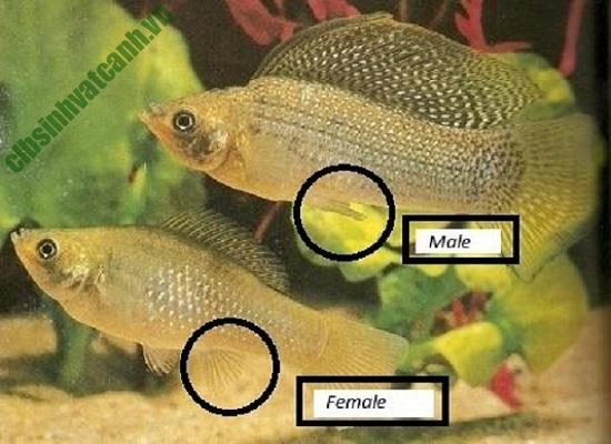 Phân biệt đực cái của cá bình tích