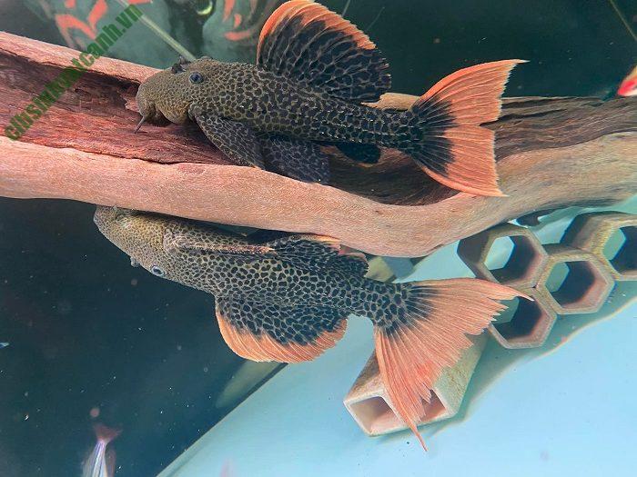 Cá dọn bể Pleco: cách nuôi dưỡng hợp lí để cá khoẻ mạnh