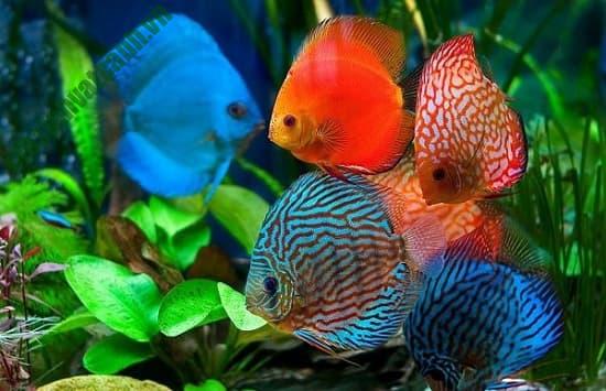 Một số loại cá dĩa có màu sắc khác nhau trong bể cá