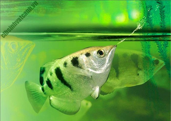 Cá pháo cao xạ (cá mang rỗ): Đặc điểm thú vị và cách nuôi dưỡng