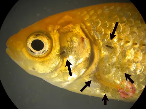 Bệnh ký sinh trùng bám trên thân cá vàng