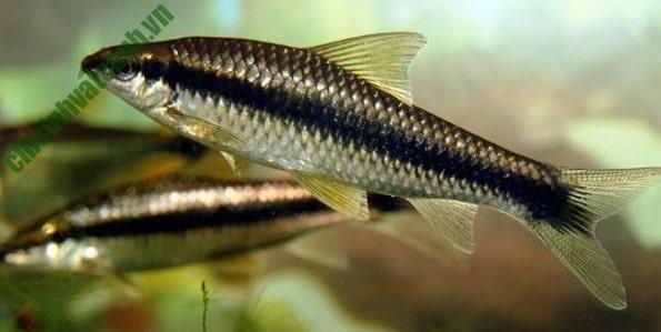 Cá Bút Chì có tên khoa học là Siamen eater algae