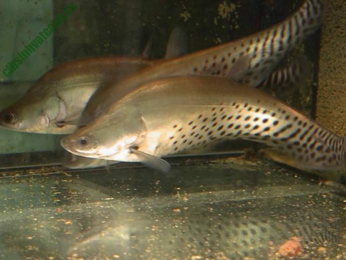 Đàn cá còm da báo được nuôi trong bể