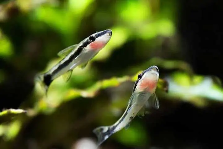 Cá chuột otto được liệt vào dòng cá cảnh dọn bể có màu sắc đẹp