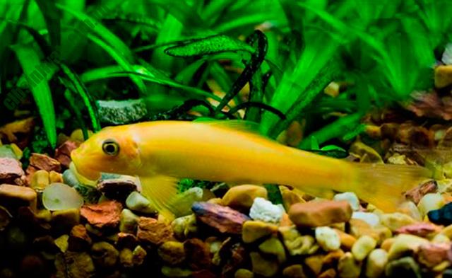 Cá bống cảnh vàng sống trong bể
