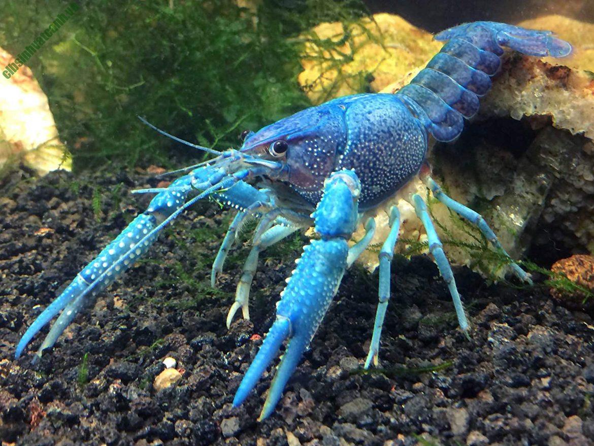 Cách chăm sóc tôm crayfish