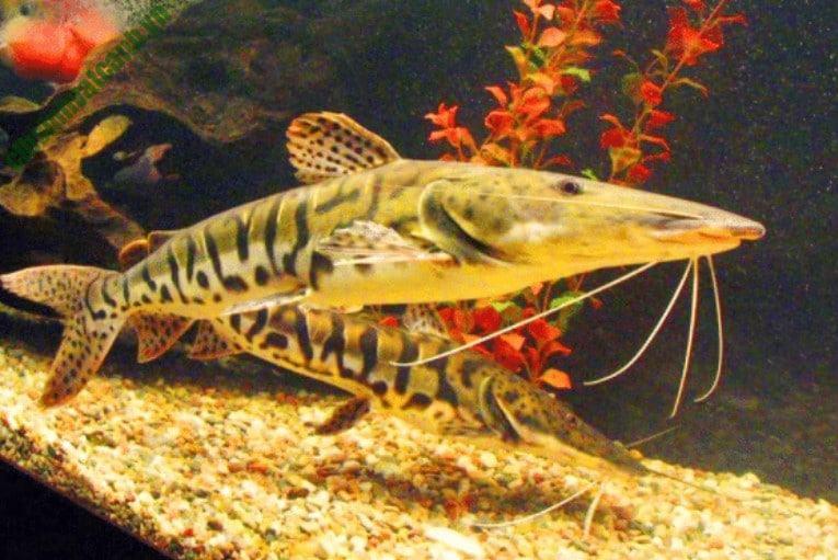 Kỹ thuật nuôi Cá Da báo mỏ vịt – Tiger catfish