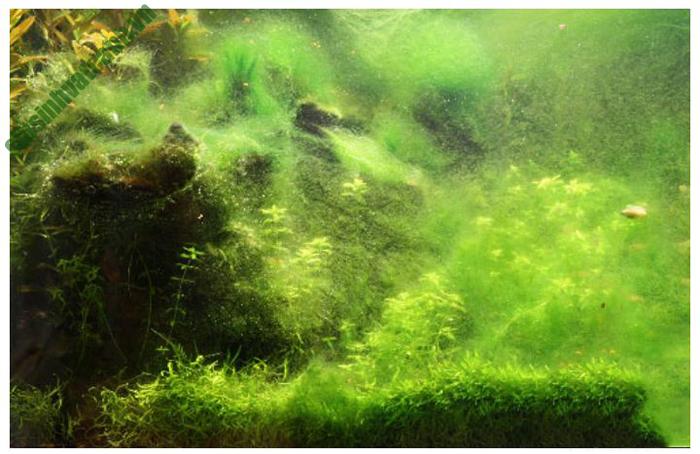 Giúp loại bỏ tảo và rong rêu bám thên bề mặt bể
