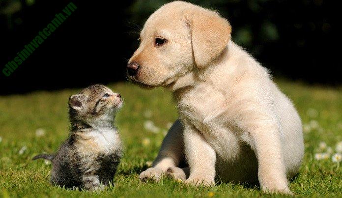 chó và mèo
