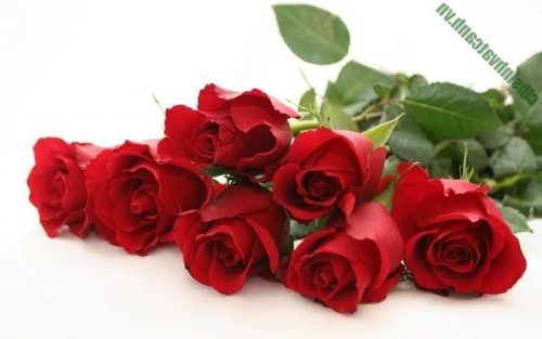 Tất tần tật về cây hoa hồng: Phân loại, Cách trồng và chăm sóc
